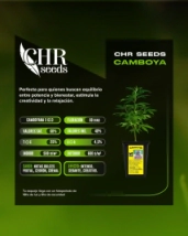 ESQUEJE CAMBOYA (CHR SEED)