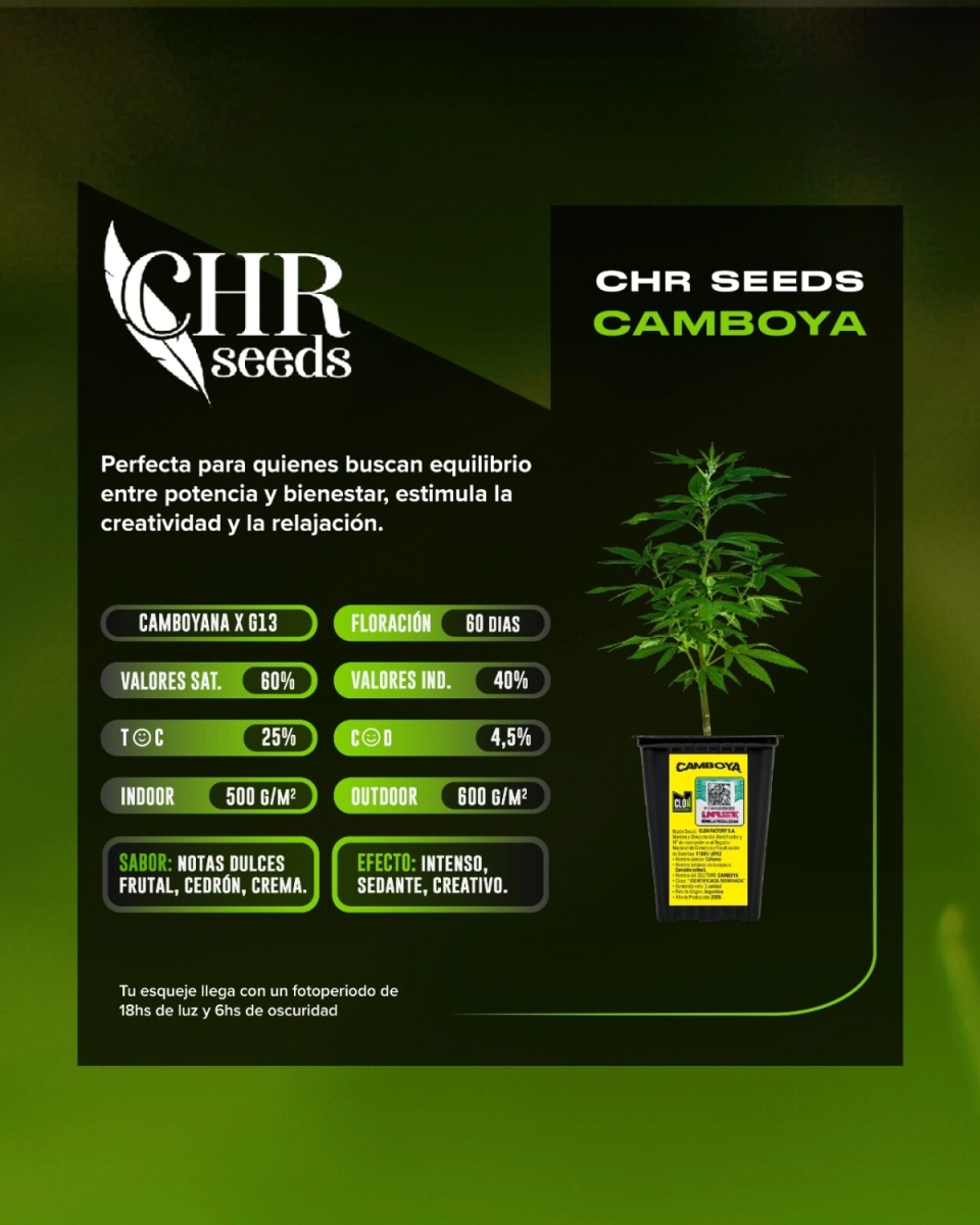 ESQUEJE CAMBOYA (CHR SEED)