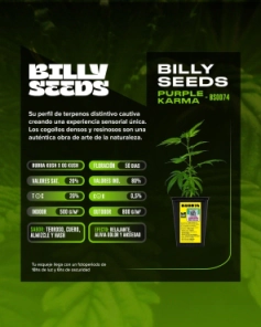 ESQUEJE PURPLE KARMA (BILLY SEEDS)