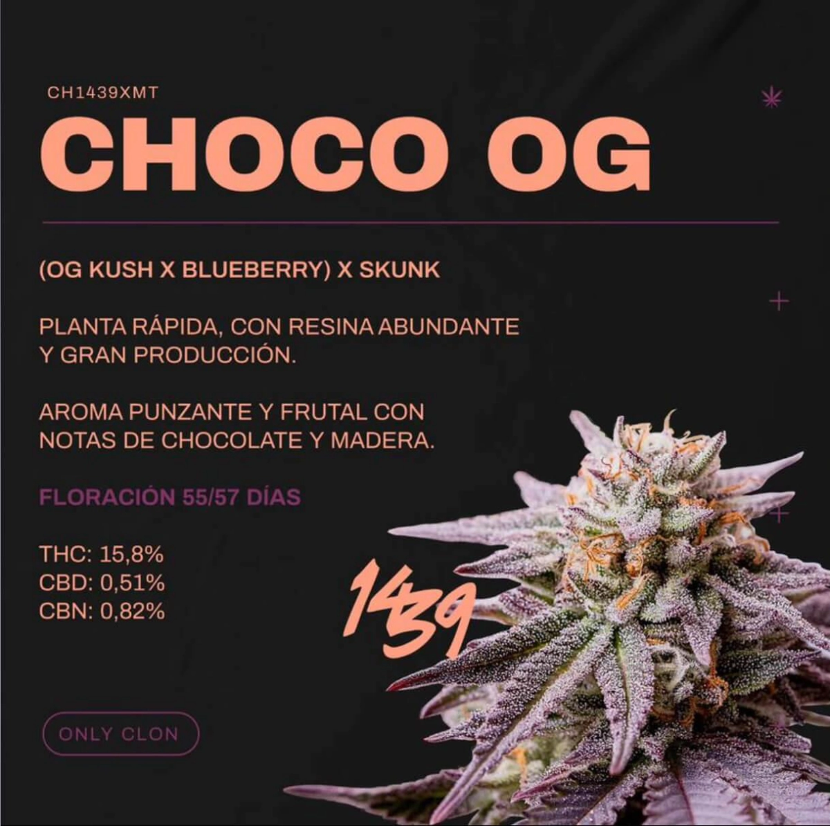 ESQUEJE COCHO OG