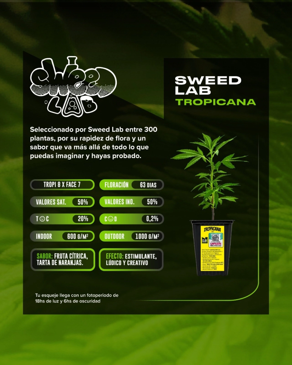 ESQUEJE TROPICANA (SWEED LAB)