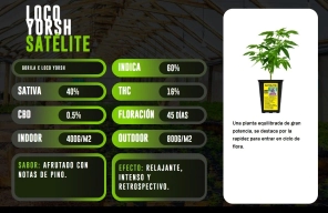 ESQUEJE SATELITE